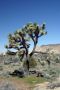 13JoshuaTree - 52